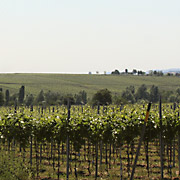 Weinberge rund um St. Martin