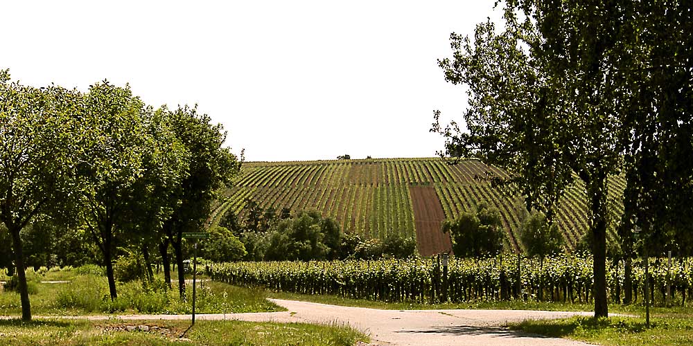 Rastplatz umgeben von Weinbergen