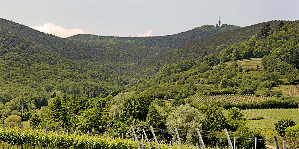 Bezaubernder Blick ins Grüne