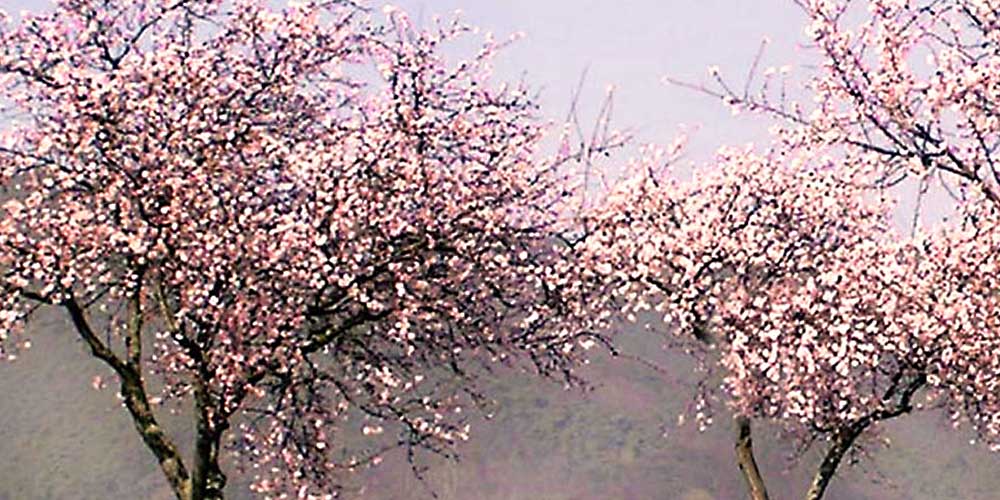 Wandern unter Mandelblüten