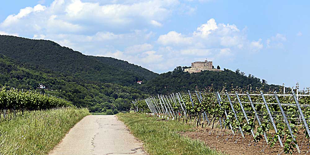 Wanderweg mit Blick auf das Hambacher Schloß