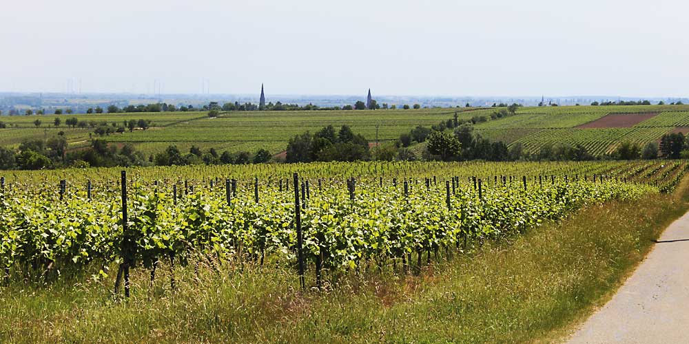 Wandern zwischen den Weinbergen