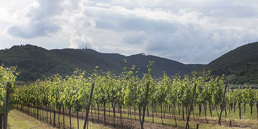 Wanderweg mit Blick auf Kalmit